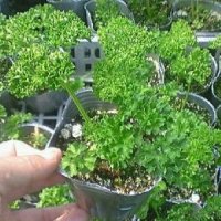 パセリ　※アゲハ蝶の餌不可