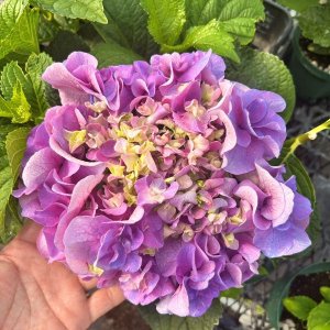 画像2: ハイドランジア 雷王（翌年開花株）