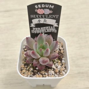 画像2: ●多肉植物 エケベリア 金魚姫 2.5寸苗 C3004