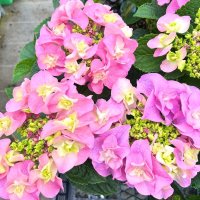 ハイドランジア 雷王（翌年開花株）