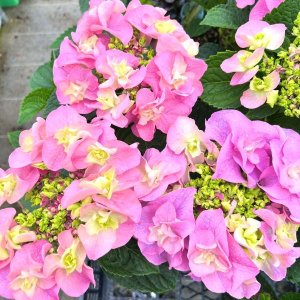 画像1: ハイドランジア 雷王（翌年開花株）