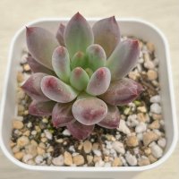 ●多肉植物 エケベリア 金魚姫 2.5寸苗 C3004