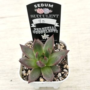 画像2: ●多肉植物 エケベリア リニ 2.5寸苗 C4175