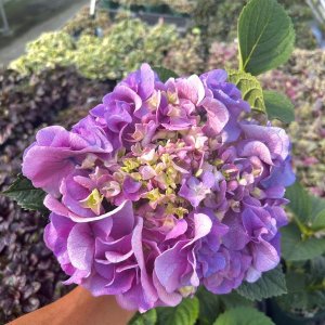 画像3: ハイドランジア 雷王（翌年開花株）