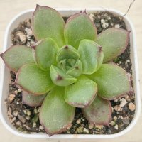 ●多肉植物 エケベリア レッドブル 2.5寸苗 C4184