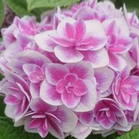 ハイドランジア 麟鳳亀竜（りんぽうきりゅう）（翌年開花株）