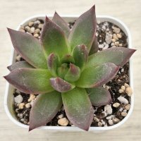 ●多肉植物 エケベリア リニ 2.5寸苗 C4175