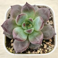 ●多肉植物 エケベリア パルマ 2.5寸苗 C4183