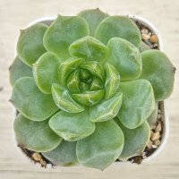 ●多肉植物 エケベリア ブルーベリーバブル 2.5寸苗 C4178