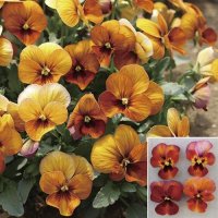 小輪パンジー わらく アンティークブラウン（花なし苗）