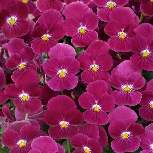 画像1: ビオラ ビビ スイートローズ（花なし苗）