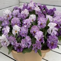 パンジー きもの ラベンダーシェード（花なし苗）