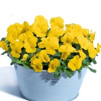 ビオラ フローラルパワー れもん（花なし苗）