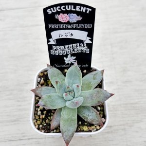 画像2: ●多肉植物 エケベリア ルジカ 2.5寸苗 C4167
