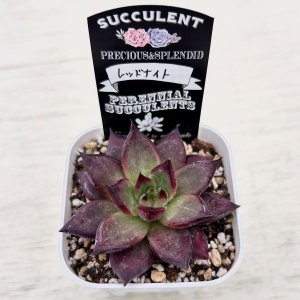 画像2: ●多肉植物 エケベリア レッドナイト 2.5寸苗 C4168