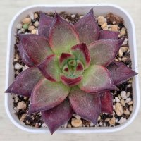 ●多肉植物 エケベリア レッドナイト 2.5寸苗 C4168