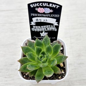 画像2: ●多肉植物 エケベリア カリスト 2.5寸苗 C4163