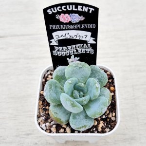 画像2: ●多肉植物 エケベリア コールドフレグランス 2.5寸苗 C4170