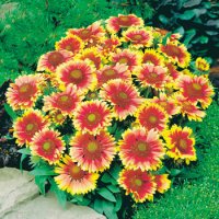 ガイラルディア アリゾナサン