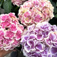 ハイドランジア 月の女神（翌年開花株）