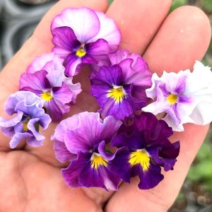 画像1: ビオラ ミニフリフリ ラベンダー系