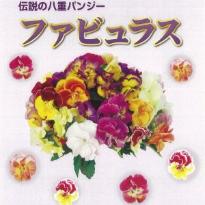 画像2: 伝説の八重パンジー ファビュラス