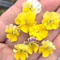ビオラ ミニフリフリ クリアイエロー