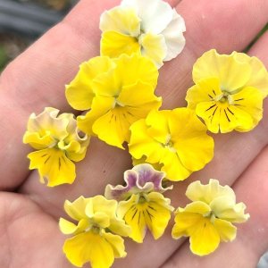 画像1: ビオラ ミニフリフリ クリアイエロー