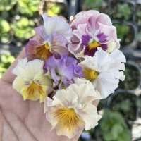 パンジー フリフリ 桜