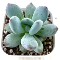 ●多肉植物 グラプトペタルム レインボーチーズ 2.5寸苗 C5142