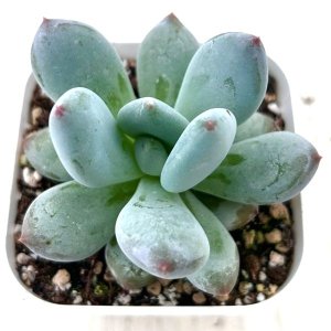 画像1: ●多肉植物 グラプトペタルム レインボーチーズ 2.5寸苗 C5142