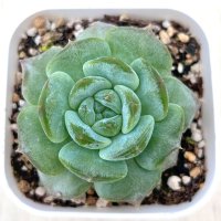 ●多肉植物 エケベリア モンロージェネレーション4 2.5寸苗 C5131