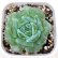 画像1: ●多肉植物 エケベリア モンロージェネレーション4 2.5寸苗 C5131 (1)