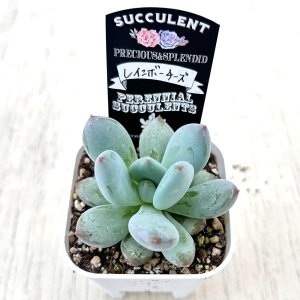 画像2: ●多肉植物 グラプトペタルム レインボーチーズ 2.5寸苗 C5142
