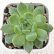 画像1: ●多肉植物 エケベリア モンロージェネレーションアイス 2.5寸苗 C5147 (1)