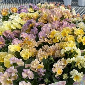 画像1: ビオラ 華あられ