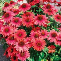 エキナセア パナマ レッド 耐寒性多年草