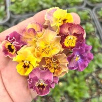 パンジー 夢見るパンジー はっぴーしぇーど（花なし苗）