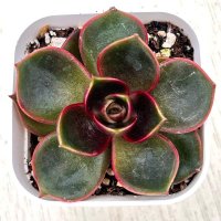 ●多肉植物 エケベリア レッドライト 2.5寸苗 Y3018