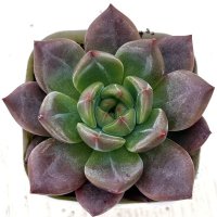 ●多肉植物 エケベリア ラブバーズ 2.5寸苗 Y3037