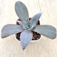 ●多肉植物 エケベリア カンテ 2.5寸苗 Y3032