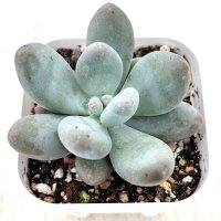 ●多肉植物 パキフィツム バービーミルク 2.5寸苗 Y3013