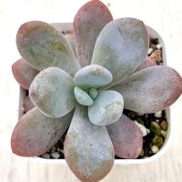 ●多肉植物 エケベリア ピンクラビット 2.5寸苗 Y3033