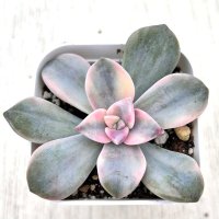●多肉植物 グラプトペタルム パープルディライト錦 2.5寸苗 Y3053
