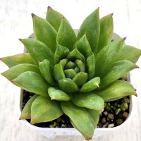 ●多肉植物 エケベリア リンカーンマリア 2.5寸苗 Y3031