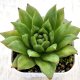 ●多肉植物 エケベリア リンカーンマリア 2.5寸苗 Y3031