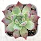 ●多肉植物 エケベリア コロラータフォルマ 2.5寸苗 Y3029