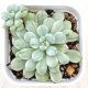 ●多肉植物 エケベリア リトルレッドエッグ錦 2.5寸苗 Y3020