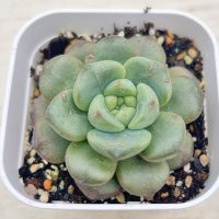 ◎多肉植物 エケベリア ダフネ 2.5寸苗 Y3014