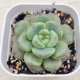 ◎多肉植物 エケベリア ダフネ 2.5寸苗 Y3014